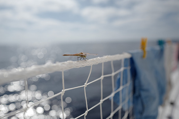 Unexpected friend, 150 miles offshore Morocco
