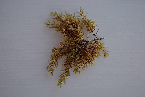 Sargasso seaweed
