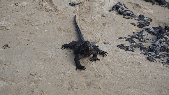 Marine Iguana