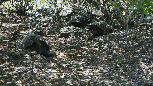 Galapagos!